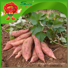cheap potato supplier in China New crop sweet potato best quality vegetables